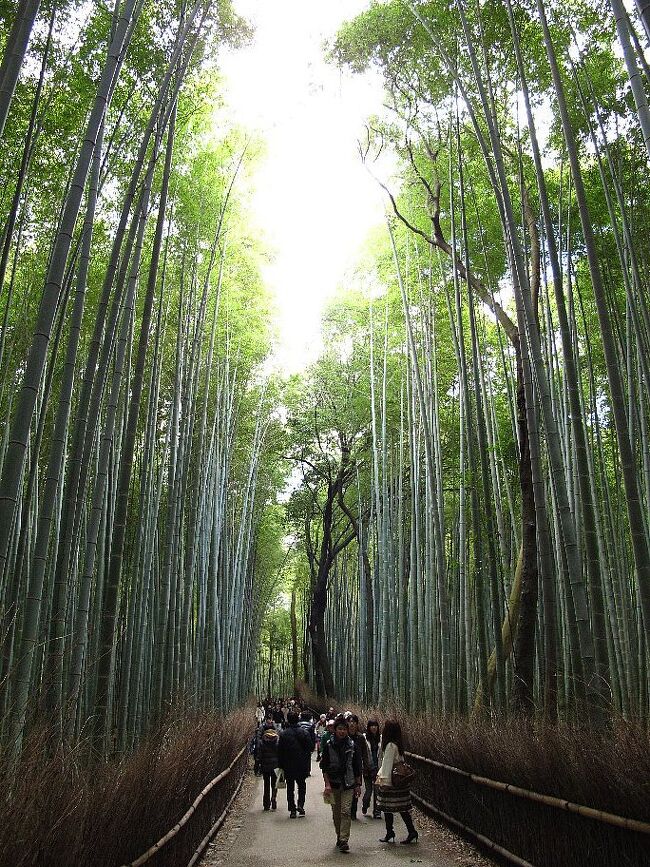 悠遊人の一人旅（京都の秋）<br /><br />現在京都の遅い秋を楽しんでいます。<br />今日は嵯峨野、嵐山方面を、<br />明日､明後日はこれから考えます。<br />ここには今年各地の山々で見られなかった赤い紅葉がいっぱいありました。幸せです。6日まで滞在します。<br />紅葉は今が見ごろです。ぜひおいでください。<br /><br />・逃げる秋追いかけて今日嵯峨野　　　　　　＜仏京徒＞<br /><br />◎なぜここでシャッターを切ったのかって？<br />　なにか心に留まったものがあったからですよ。<br />　それを詠むのが旅句です　ハイ、<br /><br />(続）洛東へ<br />　　　http://4travel.jp/traveler/janal/album/10626685/<br />