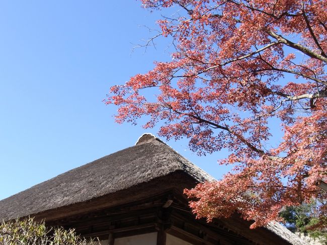 円覚寺に行ってまいりました。<br />北鎌倉で用事があったので、そのついでに<br />50分間、円覚寺の一部をかけ足でさんぽしてきました。<br /><br />円覚寺内はただいま紅葉の真っ最中です。<br />とてもきれいです。<br />温暖化のせい？異常気象のせい？なのでしょうか、12月に紅葉が見れるというのも<br />とても不思議な気がしますね。<br /><br />今日は久々に暖かい一日でしたので<br />円覚寺にはとてもたくさんの人たちが参拝に来ていました。<br />本格的なカメラを持った人多数。<br />写生に来ていた方々も多数。<br /><br /><br />