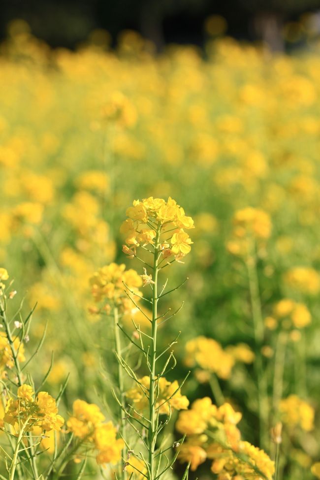 いつもお世話になっています和泉リサイクル環境公園。<br />ちょっと早いけど菜の花が見頃。梅園の日本水仙ももうすぐ見頃とのこと。