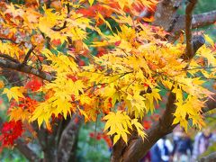 気ままな旅の物語④ -待ちに待った秋の嵯峨野へ紅葉散策-天龍寺・野宮神社編