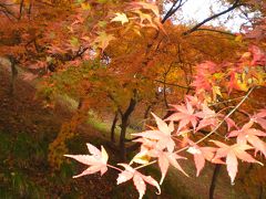 2011秋、紅葉狩り（*^_^*）～西山動物園まで編in鯖江