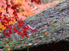 紅葉真っ盛りの京都　歩きまくりの長～い一日　～第一章～　嵯峨嵐山編