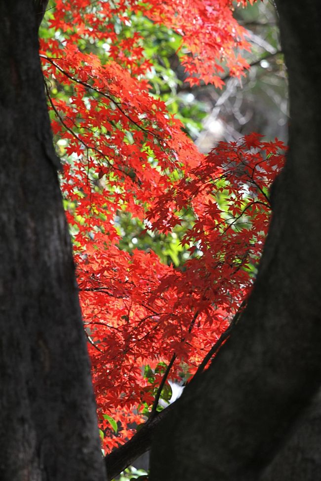 ★縮景園　広島市中区・・・現在、園内の紅葉は「見ごろ」です。<br /><br />　縮景園は、広島藩主浅野長晟（ながあきら）に、元和（げんな）6年（1620）から別邸の庭園として築成されたもので、作庭者は茶人として知られる家老の上田宗箇です。<br />　園の名称は、幾多の景勝を聚め縮めて表現したことによるが、また、中国杭州の西湖を模して縮景したとも伝えられています。−パンフより−<br /><br />【手記】<br />　広島市内は今が紅葉本番！今年最後の紅葉観賞です。<br />　本日は日曜日でしたが、いつものようにお勤めがありましたので、スーツ＆ネクタイの勤務スタイル（＾へ＾；）でそのまま職場から紅葉本番の「縮景園」へ出動！しました。<br />　いつも気力は満タン！ですが、やっぱり疲れるなあ^^；）<br />