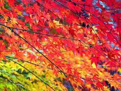 気ままな旅の物語⑤ -待ちに待った秋の嵯峨野へ紅葉散策-大河内山荘編