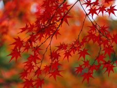 和歌山　紅葉渓庭園と白浜の柚月へ