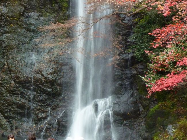 暑い夏も終わって、涼しくなってきた頃、<br />低い山へハイキングへ行こうかと思って、<br />ひろさんを誘いました（＾＾）<br /><br />交野山が候補にあがりましたが、３４１ｍと低い<br />わりには険しくてしんどそうだから、<br />府民の森（ほしだ園地）にある「星のブランコ」なら<br />行けるかもしれないけど、どうだろう〜？<br /><br />そして、もう一つの候補は「箕面の大滝」<br />紅葉の頃は綺麗だし、行きたいねと言ったものの、<br />二人ともアクセスが悪いから難しい！<br /><br />そしたら、その２つ場所へウォークする日帰りバスツアーを<br />見つけましたので、ひろさんとbettyは即のツアーを<br />申込みました♪