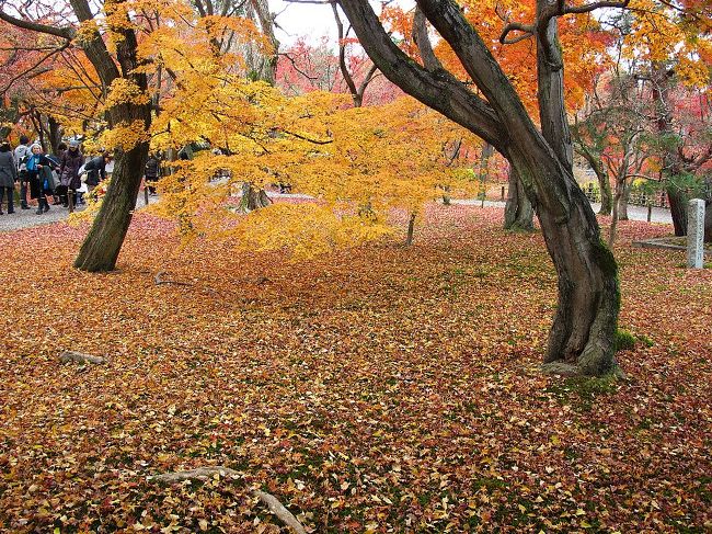 (写真は東福寺庭)<br /><br />今日は清水寺から高台寺、知恩院、東福寺、そして三十三間堂です。<br /><br />いっぱい歩きました。<br />そしてやっと東福寺に満足の紅葉がありました。<br />今年の紅葉は東福寺で打ち止めといたしましょう。<br /><br />気になるのは入場料の高さです。1寺平均5-6百円として市内交通費と合わせると10ケ所で1万円が必要です。<br />チト高すぎるのでは、お寺はん。<br />しかも入場券には料金が明記されておらず、脱税ではないの?<br />布施や協力金というなら金額は参拝者が決めるものでしょう。<br /><br />・逃げる秋追いかけて今日嵯峨野 <仏京徒><br />・京も行く春には桜秋もみじ <烏丸光><br /><br />明日も京都を廻ります。<br />★役人、この壮大なムダ<br /> http://www.janal.co.jp/TeaTime.html<br /><br />