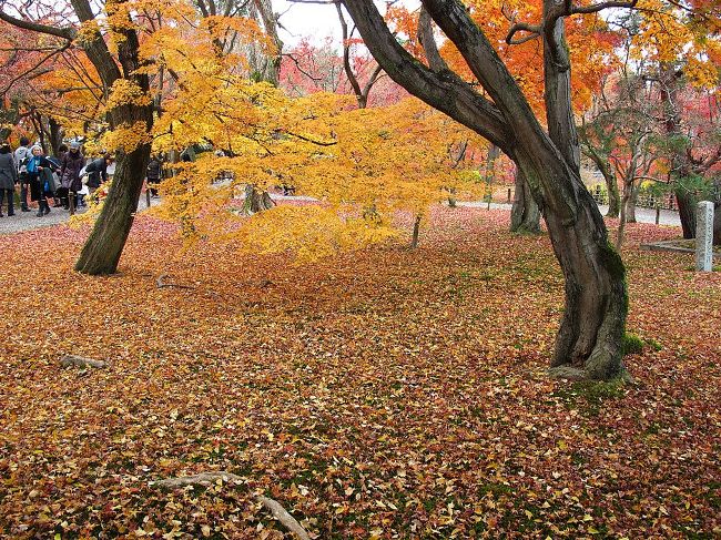 （写真は東福寺庭）<br /><br />今日は清水寺から高台寺、知恩院、東福寺、そして三十三間堂です。<br /><br />いっぱい歩きました。<br />そしてやっと東福寺に満足の紅葉がありました。<br />今年の紅葉は東福寺で打ち止めといたしましょう。<br /><br />気になるのは入場料の高さです。1寺平均5-6百円として市内交通費と合わせると10ケ所で1万円が必要です。<br />チト高すぎるのでは、お寺はん。<br />しかも入場券には料金が明記されておらず、脱税ではないの？<br />布施や協力金というなら金額は参拝者が決めるものでしょう。<br /><br />・逃げる秋追いかけて今日嵯峨野　　＜仏京徒＞<br />・京も行く春には桜秋もみじ　　　　＜烏丸光＞<br /><br />明日も京都を廻ります。<br />★役人、この壮大なムダ<br />　http://www.janal.co.jp/TeaTime.html<br /><br />