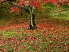 やっぱり京都の紅葉が見たい