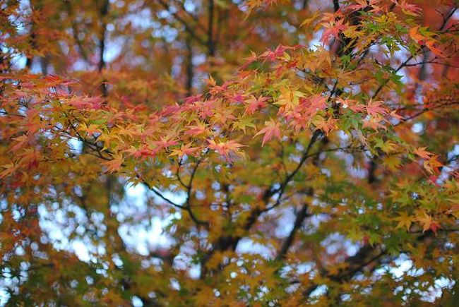 12月の最初の日曜日、紅葉狩りに京都へと出かけました。そろそろ紅葉も見納めでしょうか。今年の紅葉は美しさに欠けると報道されていますが、円山公園界隈にはそれでも鮮やかな木々もたくさんありましたよ。そして、みやこめっせで舞妓ちゃんの舞いを鑑賞してきました。
