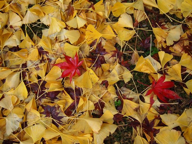 訪れるたびに、見頃はまだかな…と思っていた大寧寺。<br />今度こそ！と思って早朝出かけてみると、紅い紅葉と青い紅葉とすでに散り去った紅葉と…<br />やっぱり今年は難しい…と思って歩いてみると、一面にひろがる黄色の絨毯が！<br />前の日の雨と風の影響でしょうか、銀杏が一面に散って綺麗でした。<br />ついでに、夜のライトアップもお邪魔してみましたので、ご覧ください。<br />来年こそは！と再チャレンジを誓うはらぺこあおむしでした。<br /><br />★☆銘菓☆★<br />おとずれ外郎<br />生外郎　20本入　1400円<br />《菓舗　あきもと》<br /><br />