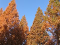 見納め紅葉・神戸市立森林植物園～すずらんの湯