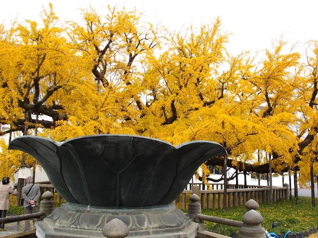 (西本願寺:イチョウの木)<br /><br />今年の紅葉は京都で最後にします。<br /><br />9月末の蔵王、月山から始まって、10月の尾瀬ケ原・至仏山、奥日光、<br />西沢渓谷と廻りましたが目指す紅葉には出会えませんでした。<br />それが京都に来てやっとcatch up<br /><br />京都の最後に二条城に寄りましたが、あいにく休城?だと。<br />いいかげんにしろ、ということでしょうか。<br />日にせいぜい3?4ケ所が限度でしょう。<br />あまりにも軽く廻りすぎ、との警告と受け止め,帰京することにします。<br />京都駅への途中、本願寺には寄らせてください。<br /><br />今回はとても良い京都の秋でした。感謝!<br /><br />・敷紅葉1年刻(とき)を積みかさね <本願尼><br />・一片(ひとひら)の枯れ葉落ちたり余命知る <悠遊人><br /><br />東京に戻り、さっそく等伯と狩野派の展示会に出向くも展示物には<br />期待はずれ。(出光美術館)<br /><br />再見! 毘沙門堂や神護寺、南禅寺、醍醐寺は来年です。<br /><br />★役人、この壮大なムダ<br /> http://www.janal.co.jp/TeaTime.html<br />