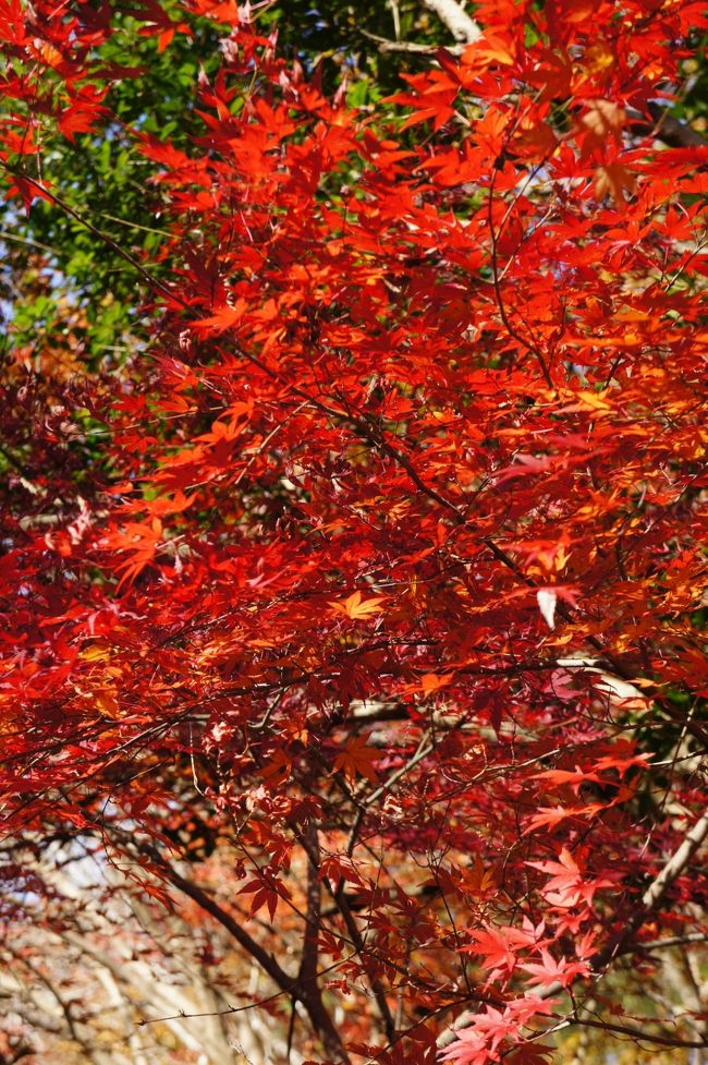 今年の紅葉は温かな気候のせいで黄葉みたいです。散歩がてら泉自然公園へ行って来ました。