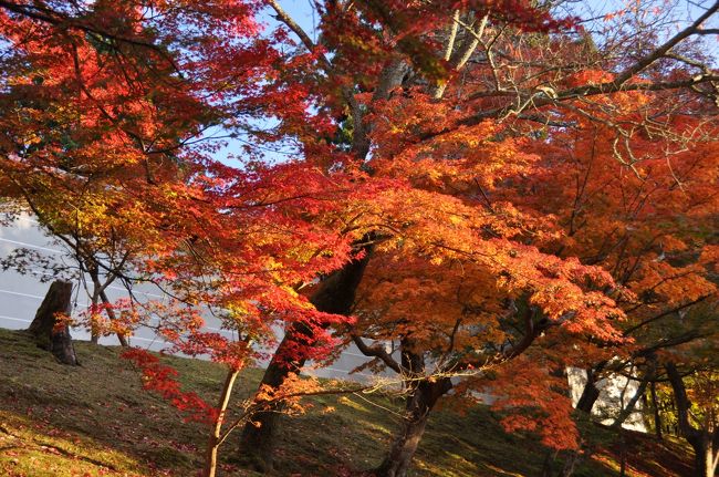 三泊四日で京都に紅葉狩りに行って来ました。今年の色づきはあまり良くないと都の雀は言っていましたが、それでもとても綺麗でした。ちょっと前後しますが洛北一乗寺界隈の紅葉をご覧ください。