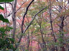神奈川探訪（２３）　鎌倉　紅葉ハイキング、紅葉谷、瑞泉寺