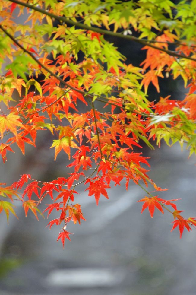 11月26日。<br />帰国して最初の紅葉を捜しに出掛けてみました。<br /><br />今年は、秋口からの天候がおかしく、気温の皇帝変化が大きすぎましたので、植物がビックリしているようです。<br />なので、木によって色付く時期がバラバラだと思うのですが、近場の八幡さんに登ってみて、その情況を見てこようと思います。<br /><br />如何相成りますか‥？