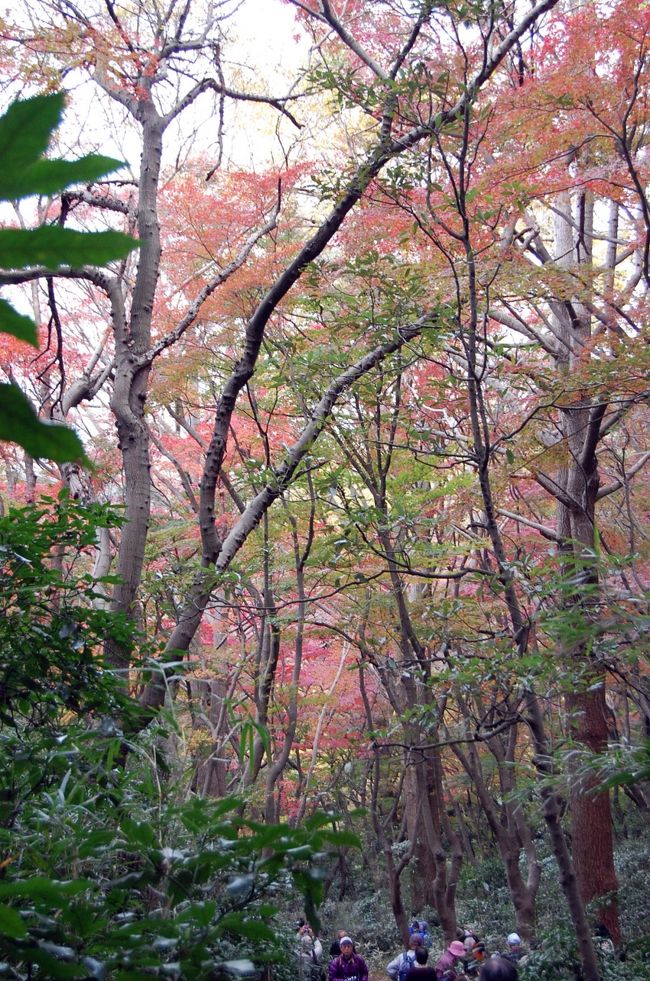 神奈川探訪（２３）　鎌倉　紅葉ハイキング、紅葉谷、瑞泉寺