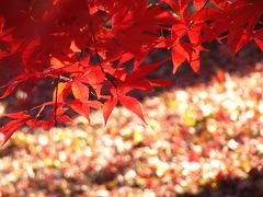 カラス鳴く紅葉の武蔵野・平林寺（2）本堂裏の境内林の紅葉散策はキラキラからしっとりへ