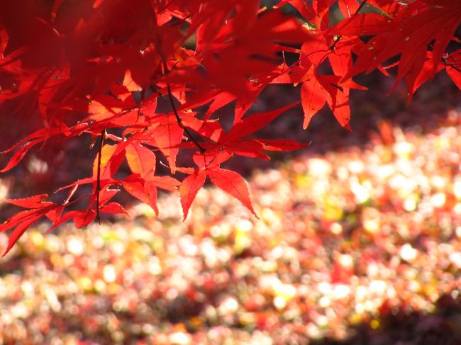 平林寺の紅葉散策の魅力は、寺社らしい建築物がある庭園の紅葉と、武蔵野のおもかげを残すといわれている境内林の紅葉散策と２種類楽しめるところにあるでしょう。<br /><br />２度目になる今年2011年の平林寺紅葉散策。<br />総門から本堂前の中門、そして鐘楼……と、お寺らしい紅葉散策がじっくりできた後は、正直、本堂裏の境内林は、もう回らなくてもいいかな、と思わなくもありませんでした。<br />先に鐘楼の方まで回り終えた段階で日が差さなくなっていたら、回らなかったと思います。<br /><br />でも、風があったわりには、晴天の明るさのおかげと、もちろんカメラの手ぶれ防止機能に助けられて、ズーム写真はさほど撮りにくくなかったので、まだまだいろんな紅葉が撮れそうだと期待できました。<br />去年、林を回りきれずにショートカットして残念だったことも思い出しました。<br />なので、やはり回ってみることにしました。<br />回ってみて良かったです@<br /><br />途中で日は差さなくなってしまって、日光という化粧を落とした紅葉は、やはり今年は不作なんだなぁ、と思わざるを得ませんでしたが、林の中の散策コースに２ヶ所あった紅葉散策おすすめの場所は、どちらも本当にすばらしかったです。<br />１つ目のもみじ山ではまだ日がたっぷり差していたので、私の大好きな、輝く斜光の中の紅葉をたっぷり撮ることができました。<br /><br />日が落ちた後は、森林浴と軽いウォーキングのつもりで最後まで回りました。<br />つまり、１番長い散策コースＣの2.3km、約60分を歩き切ることにしました。<br />そのときにたどりついたもう１つの紅葉散策おすすめの場所では、日が射さなかった代わりに、透明感のある、現実のものとは思えない、すがすがしい紅葉を眺めることができました。<br /><br />＜初めて訪れた去年の平林寺の紅葉散策の旅行記（2010年11月23日）＞<br />「赤や黄色の紅葉の渦の平林寺（1）紅葉に足留めされまくり@」<br />http://4travel.jp/traveler/traveler-mami/album/10523246/<br />「赤や黄色の紅葉の渦の平林寺（2）紅葉求めて境内林散策」<br />http://4travel.jp/traveler/traveler-mami/album/10523248/<br /><br />＜2011年の平林寺紅葉散策の旅行記シリーズ＞<br />□（1）総門から本堂前の中門までの三色のまぶしい紅葉の渦<br />■（2）本堂裏の境内林の紅葉散策はキラキラからしっとりへ<br /><br />＜タイムメモ＞<br />10:10頃　家を出る<br />〜志木駅南口で15分ほどバスを待つ〜<br />11:30　平林寺到着<br />11:30〜13:50　総門から中門までの散策<br />　13:00〜13:45　鐘楼の方を先に回る<br />13:50〜16:00　本堂裏の境内林を散策<br />　14:10〜14:10　もみじの山散策<br />16:10　平林寺を出る<br />16:15　先に来た朝霞台駅行きのバスで駅へ<br /><br />平林寺の公式サイト<br />http://www.heirinji.or.jp/<br />平林寺についてのサイト（清田一良氏＆清田良二氏のホームページ。去年こちらを公式サイトと勘違いしたくらいでした@）<br />http://www.linkclub.or.jp/~kiyota/heirinji/heirinji.html<br />