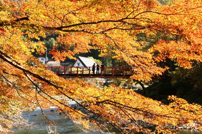 2011.11 「そうだ！京都へ行こう！」が現実になっちゃった…北海道→静岡そして紅葉真っ盛りの京都へ③～香嵐渓