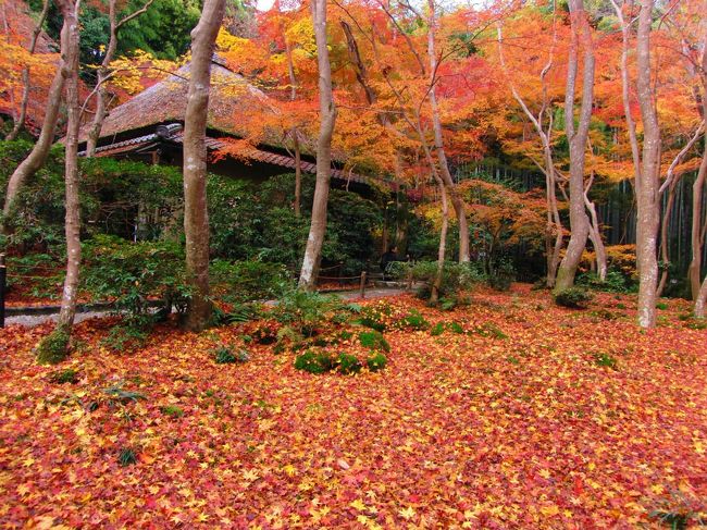 去年と同様に嵐山に紅葉を満喫しにいきました♪<br />すごく綺麗な紅葉ばかりで最高でした。<br /><br />やっぱり嵐山の紅葉は素晴らしいです！！<br />去年は行けなかった宝厳院のライトアップにも行けて満足です。<br /><br />宝厳院→亀山公園→竹林→常寂光寺→祇王寺→宝筐院→清涼寺→直指庵→宝厳院（ライトアップ）<br /><br /><br />【嵐山】紅葉シーズンの京都　ｉｎ　２０１０　〜 Ｐａｒｔ２ 〜<br />http://4travel.jp/traveler/taya/album/10524451/