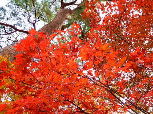 前日の名古屋に引き続き、母と一緒に京都に行ってきました。<br /><br />今年の紅葉はやや遅めのようで、１１月も末だというのに盛りの一歩手前という感じもしましたが、鑑賞するには充分な赤さ！！<br /><br />各寺社は特別拝観を詠い、軒並み拝観料がupしていたので、<br />今回は紅葉を見ることが目的・・と、あえて混んでいる寺社には入場せず、哲学の道をテクテクと歩いてきました。<br /><br />夕飯は両親に祇園の雰囲気を味わってもらいたかったので、祇園限定でセレクト。<br />「花咲」さんが良さそうだったので、こちらを予約しましたが、<br />祇園の町家の雰囲気もあり、料理も美味しくて、大満足の旅となりました。<br />