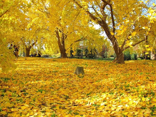 昔の何気ないことを何故か鮮明に憶えていることがありませんか？<br />私にとっては、幼稚園の大きなイチョウの樹の下で遊んだことです。<br />その頃からイチョウの黄金色の葉を秋に見ると、何か懐かしい思いを胸に抱きますね。<br />しかしイチョウって大木や並木道はそこそこ知られていますが、イチョウがいっぱいの風景を一度目にしたくて調べました。<br /><br />幼き頃に思いを馳せ、子どもと一緒に一面のイチョウを楽しんできました。