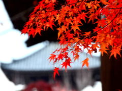 紅葉真っ盛りの京都　歩きまくりの長～い一日　～最終章～　知恩院・平安神宮・真如堂編