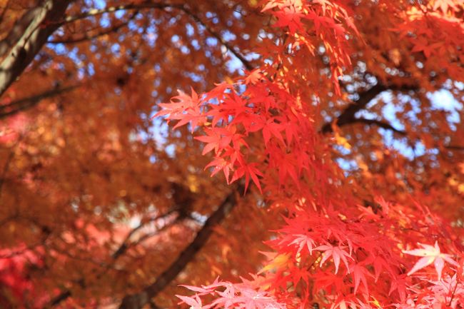 巨岩と紅葉狩り