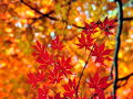 2011 隠れた名所胡宮神社の紅葉