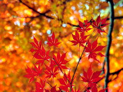 2011 隠れた名所胡宮神社の紅葉