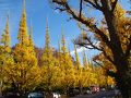 黄金色の時を味わう晩秋の外苑前