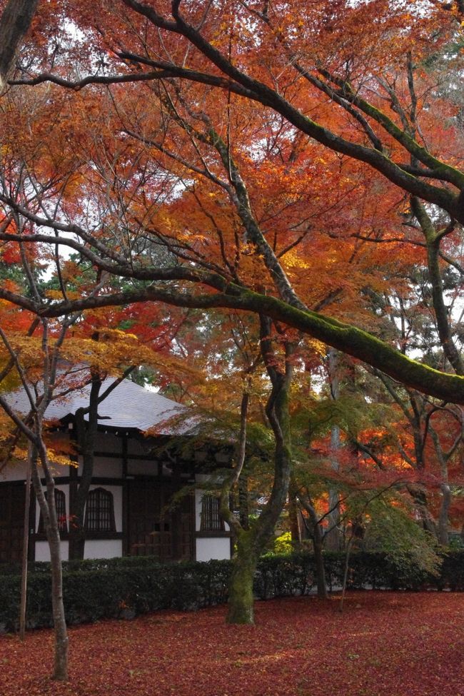 不順な天候のせいか今年は見頃の紅葉を見定めるのは難しかったように思いますが<br />それでも紅葉時季の京都の混雑は半端ではありませんでした。<br />そんな中、予定していた日に出かけられずにいましたが<br />紅葉盛りの華やかさはありませんが<br />やっと静かさを取り戻した境内での大好きな風情ある敷き紅葉を<br />ユックリ楽しむ事が出来ました。<br /><br />四年前の敷き紅葉風景と併せてご覧頂けると幸いです。<br />2007年12/9<br />http://4travel.jp/traveler/hannari/album/10203349/