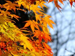 皆既月食の雄琴温泉【２】～三井寺散策～