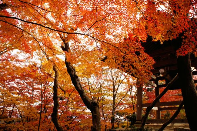 京都で散り紅葉を拝みたいなぁ～と計画を立てた今回の旅行。<br />今年は夏が長かったので紅葉が遅れたようですね。<br />というわけで、見事見頃に被りました。<br />人ごみ苦手ですが、意を決して突入です。<br /><br /><br />H23.11.28 光明寺、圓光寺、蓮華寺、天授庵<br />　　　　　[甘味･食事：加茂みたらし茶屋、茶寮宝泉、嘯月]<br />　　　　　《宿：9hours》<br />H23.11.29 光悦寺、常照寺、源光庵、高桐院、瑠璃光院、北野天満宮<br />　　　　　[甘味･食事：かざりや、鳴海屋、嘯月]<br />　　　　　《宿：9hours》<br />H23.11.30 毘沙門堂、無鄰菴、南禅寺(水路閣)、永観堂、東福寺<br />　　　　　[甘味･食事：山元麺蔵]<br />　　　　　《宿：9hours》<br />H23.12.01 祇王寺、常寂光寺、二尊院、宝厳院<br />　　　　　[甘味･食事：MOMI-CAFE、うなぎ屋 廣川]<br />　　　　　《宿：ビジネスホテル京都嵐山》<br />H23.12.02 錦市場散策<br />　　　　　[甘味･食事：カネタカフェ、珈琲 葦島]