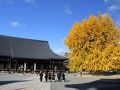 京都を歩く(103)　本願寺　西も東も銀杏の名所です
