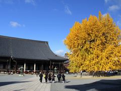 京都を歩く(103)　本願寺　西も東も銀杏の名所です