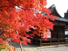 京都　無料の紅葉名所①　赤山禅院と禅華院