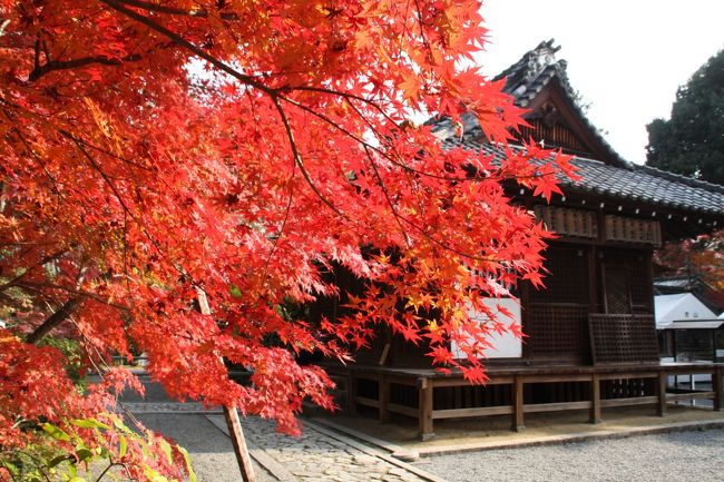 京都には紅葉の素晴らしい社寺がたくさんありますが、今日は拝観料が要らない紅葉の名所をご紹介します。<br />その分お賽銭を弾みましょう。最初にご紹介するのは赤山禅院（せきざんぜんいん）です。<br />修学院離宮近くの閑静な地にある赤山禅院は、平安時代に慈覚大師 円仁の遺命によって創建された、比叡山延暦寺の塔頭です。 本尊の赤山大明神は、陰陽道の祖神とされる中国の神 泰山府君で、京都御所の表鬼門を守護しています。鬼門除けの猿が知られ、方除けのお寺として信仰されています。<br />比叡山の千日回峰行を修めた大阿闍梨により「八千枚大護摩供」「ぜんそく封じ・へちま加持」「珠数供養」をはじめとする加持・祈祷が行われています。<br />禅華院は修学院離宮前にある臨済宗大徳寺派の寺院。いわゆる観光寺院ではありません。