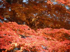 東京ぶらぶら　新宿御苑　最後の紅葉は見事