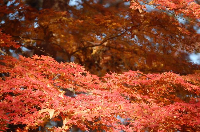 新宿御苑を初冬に訪れた。<br />例年ならとっくに紅葉は終わっている時季だが、今年は１,２週間は遅い。期待して行ったら、さらに期待以上の紅葉が見られた。今年は、三ッ池公園、鎌倉、亀山湖など訪れたが、最後に訪れた新宿御苑が一番の紅葉を見せていた。<br />新宿御苑恐るべし。