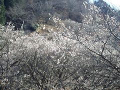 群馬藤岡の冬桜