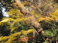 附属自然教育園：都心に残された森で紅葉を楽しむ