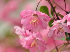 上海★桜を見に、顧村公園へ！上海桜花節