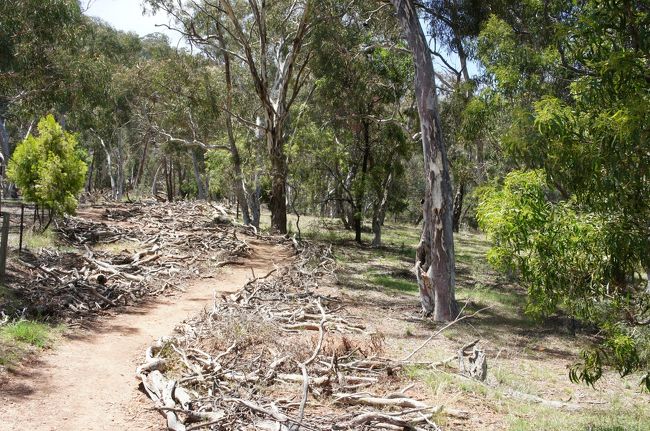 キャンベラの最高峰，マウント・マジュラ（Mount Majura）に登ってきました。<br />登というよりは，軽いトレッキングです。<br /><br />辺り一帯は国立公園になっており，フェンスで囲われています。<br />登り口から山頂までは往復で１時間半〜２時間くらいでしょうか。<br /><br />キャンベラ最高峰と言っても８８８メートルしかありませんし，そもそもキャンベラ自体が台地の上に位置していますので，標高差はそれほどではありません。<br />犬と一緒に散歩がてら登っているカップルともすれ違いました。<br /><br />途中，何箇所か登山道風の道もありますので，それなりに楽しめます。<br />まあ，食後の軽い運動に最適といった感じでしょうか。<br /><br />登り口（ワトソン地区）にはバス停もあります。<br />