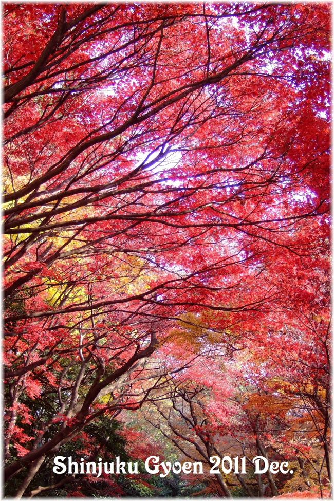新宿御苑 紅黄葉散歩 2011