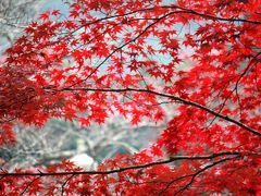 丹波地方に紅葉を求めて（白豪寺）