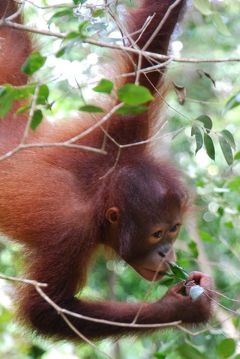 ボルネオ島 野生動物 写真集「Borneo's Wildlife」 ボルネオ島 野生動物 写真集「Borneo's Wildlife」 A Visual