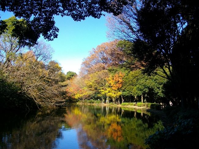 家から散歩がてら和田掘公園で紅葉狩することに。